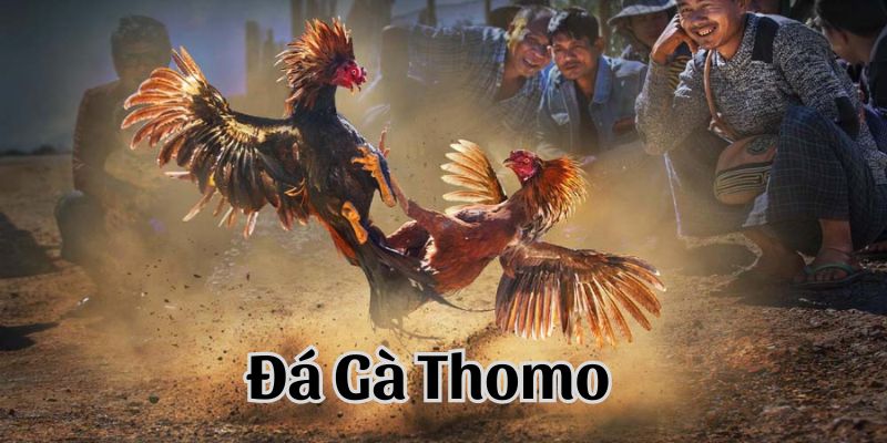 Giới thiệu về cá cược đá gà Thomo tại 789win